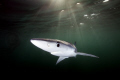   blue shark photographed 4m viz Cape Towns really cold waters but another story tell  